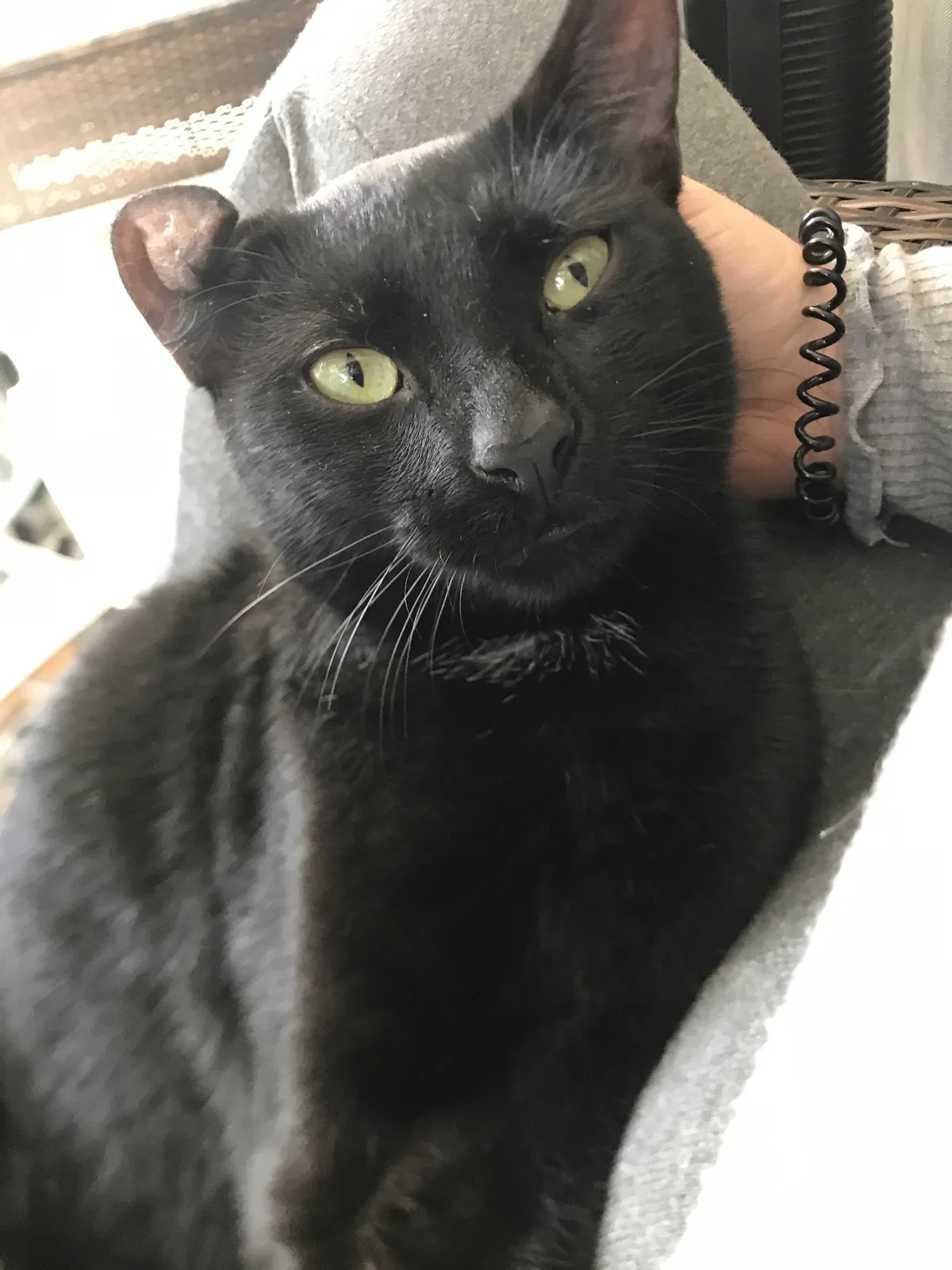 Lost cat in Clarkston, GA, 30021