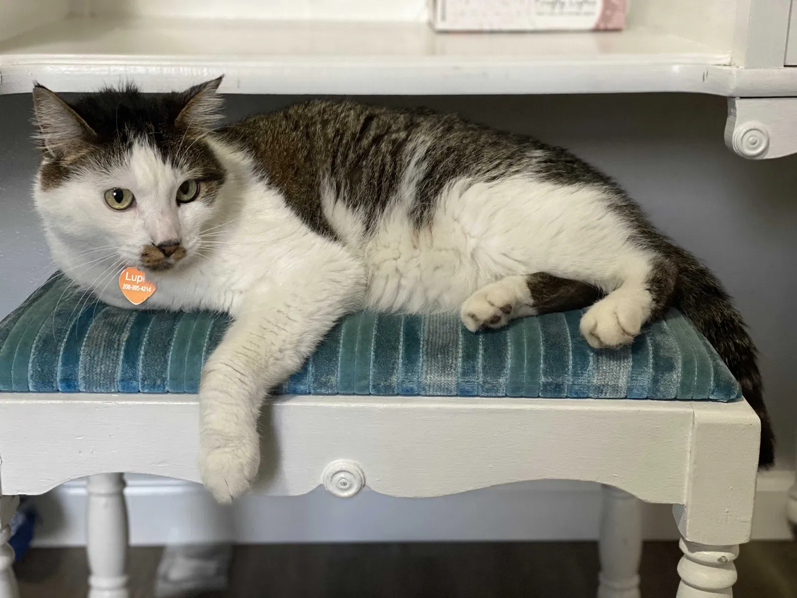 Lost cat in Boise, ID, 83709