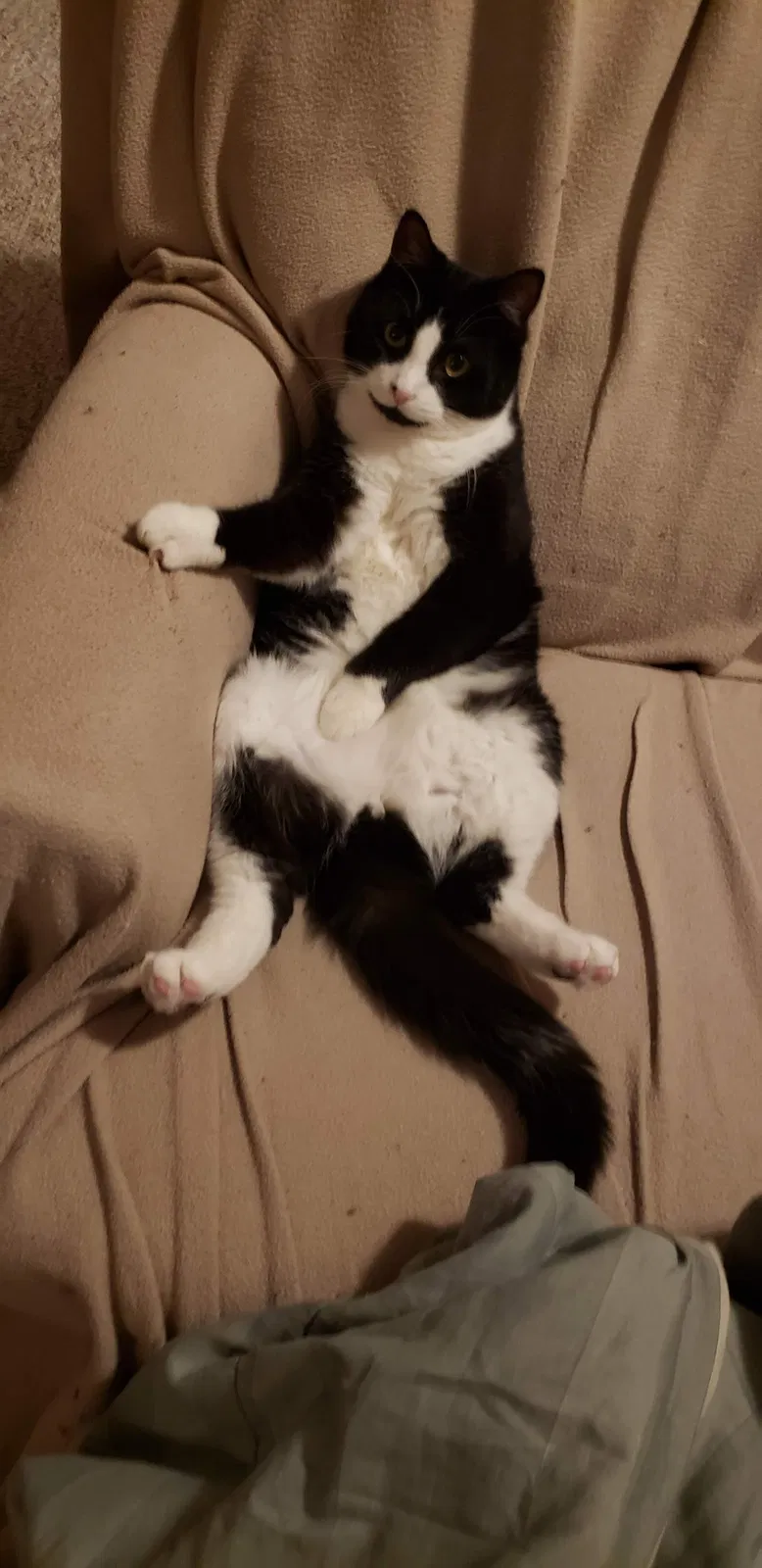 Lost cat in Twin Lake, MI, 49457