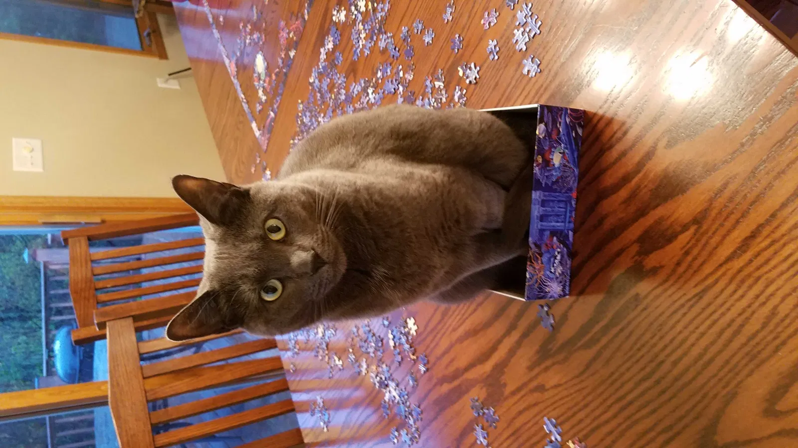 Lost cat in Franklin, WI, 53132