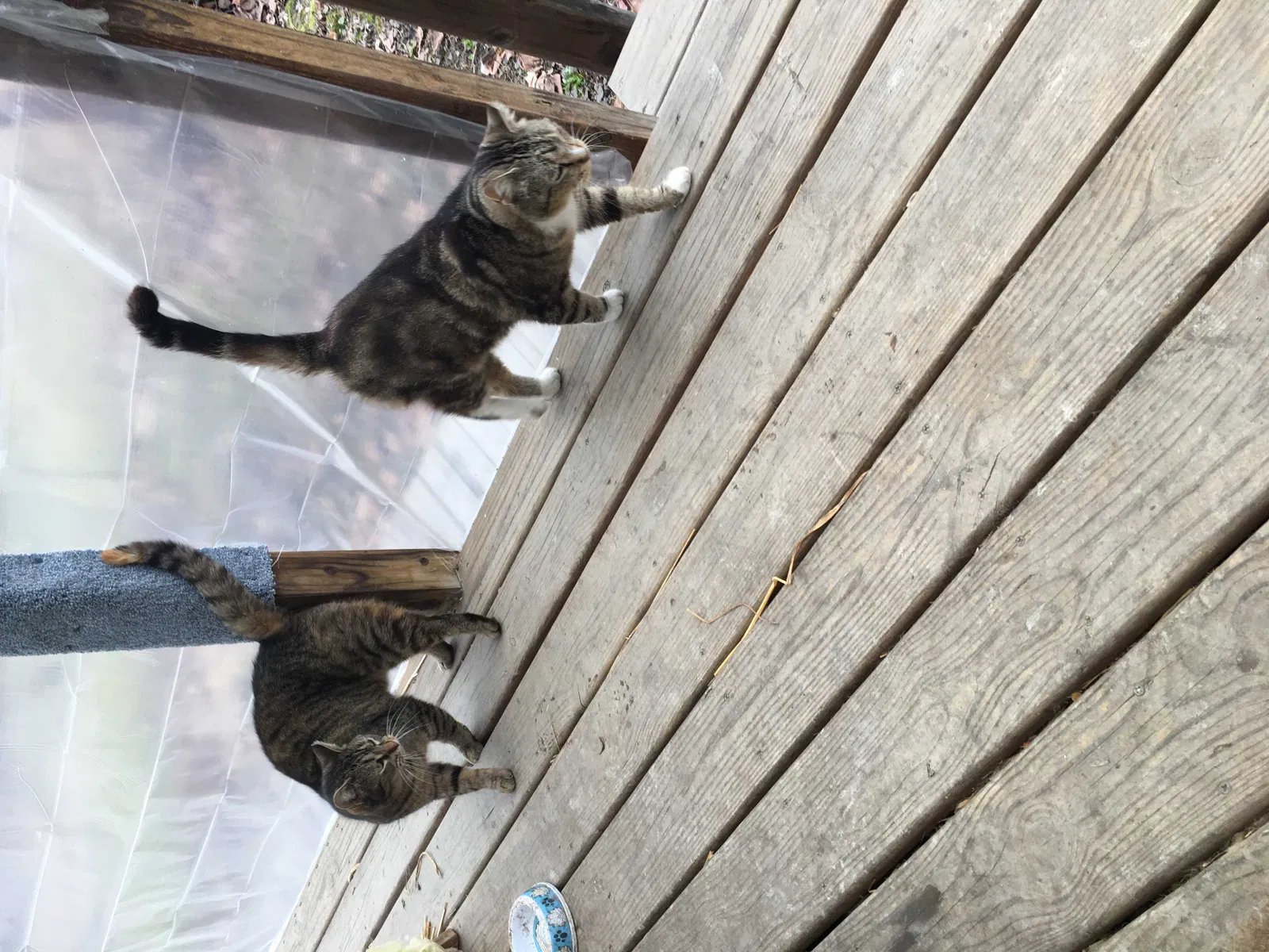 Lost cat in Holland, OH, 43528
