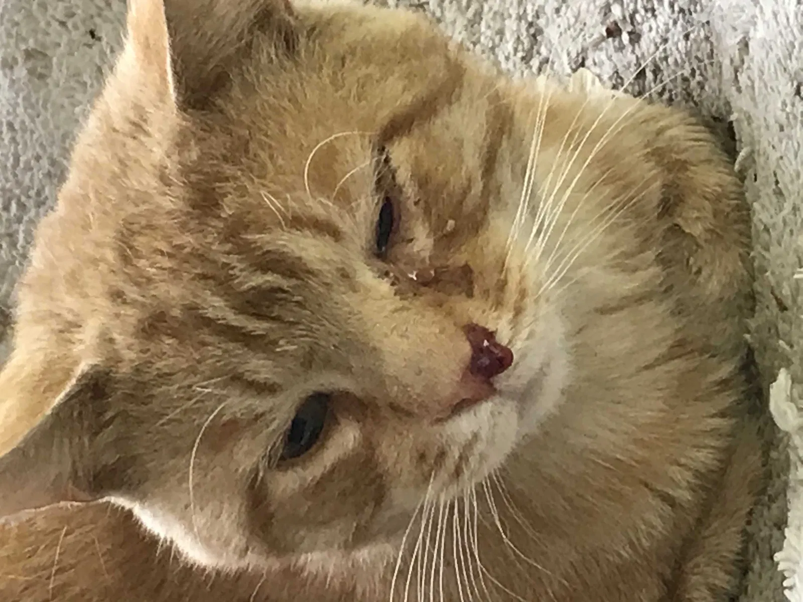 Lost cat in Oregon, OH, 43616