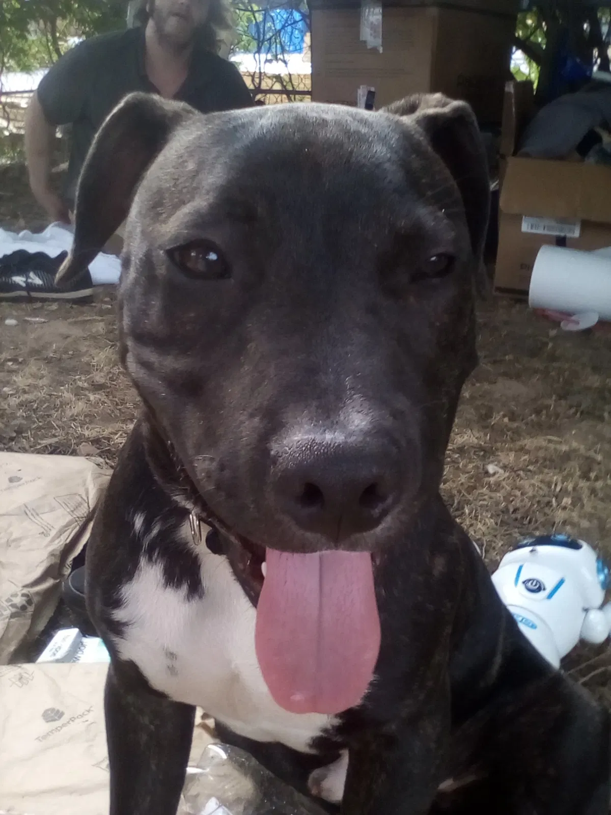 Lost dog in Tulsa, OK, 74104