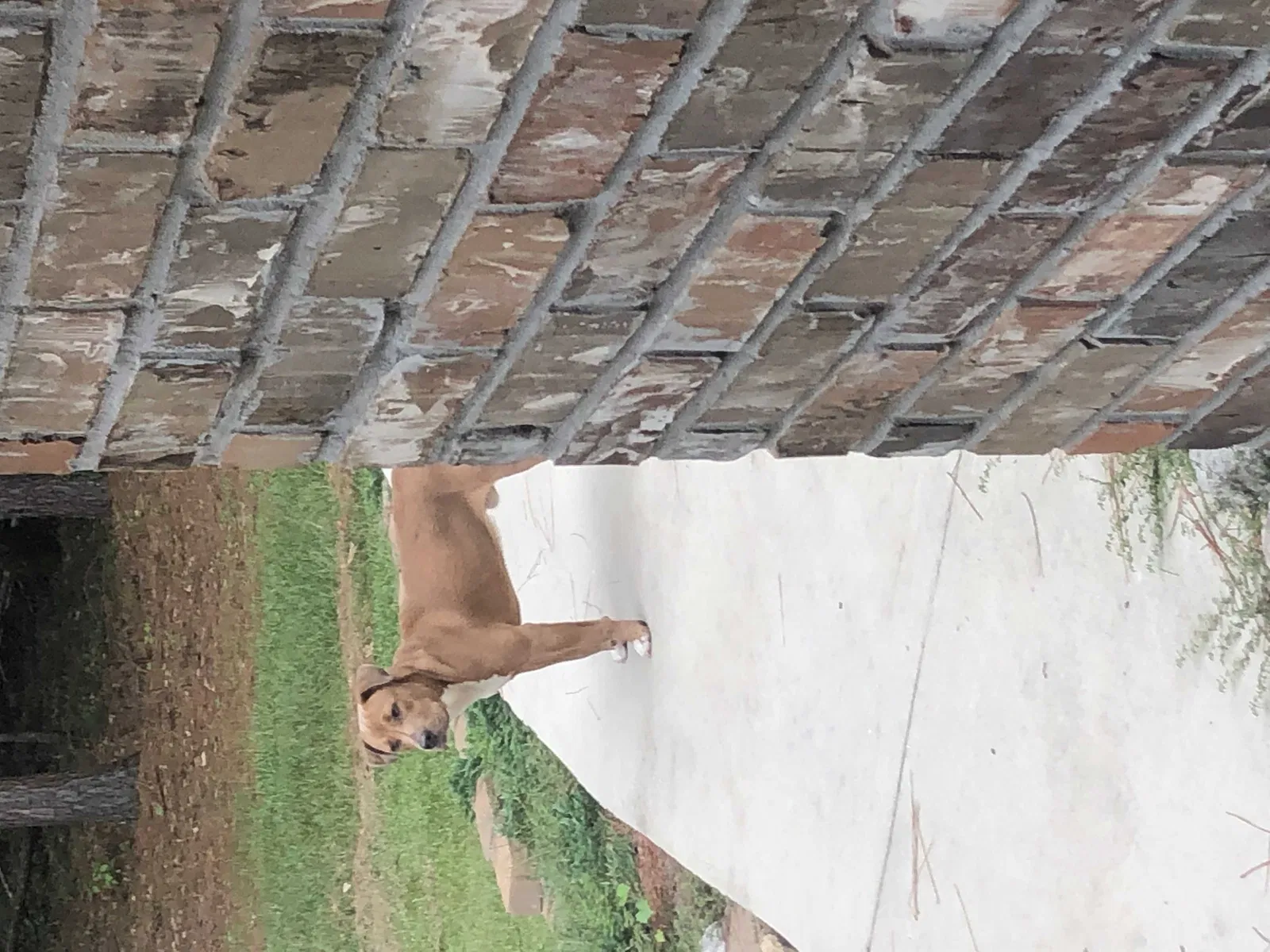 Found dog in Kentwood, LA, 70444