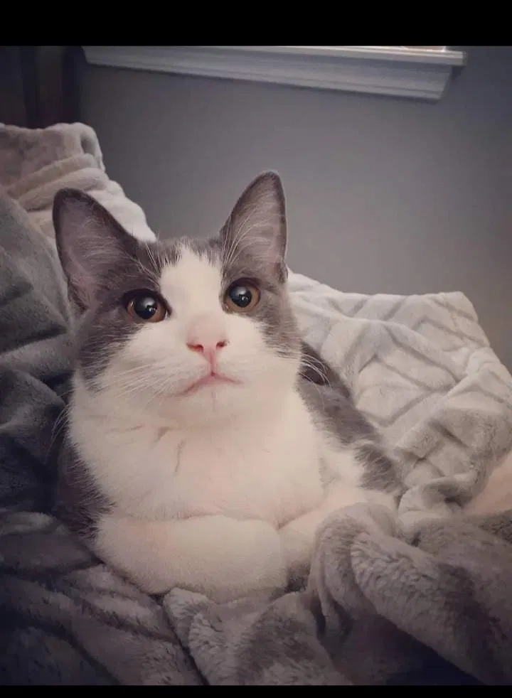 Lost cat in Sand Springs, OK, 74063