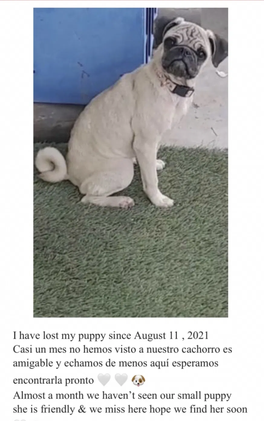 Lost dog in Las Vegas, NV, 89101
