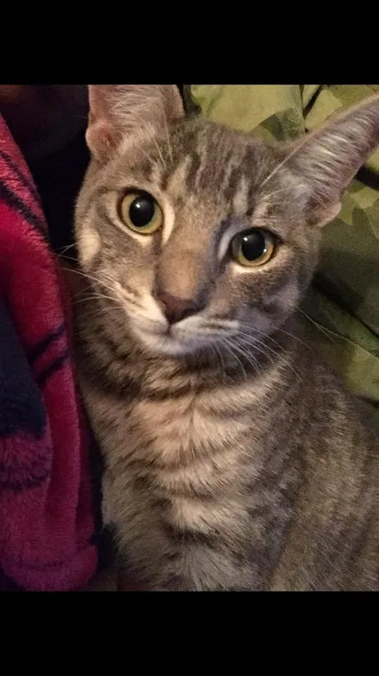 Lost cat in Corpus Christi, TX, 78418