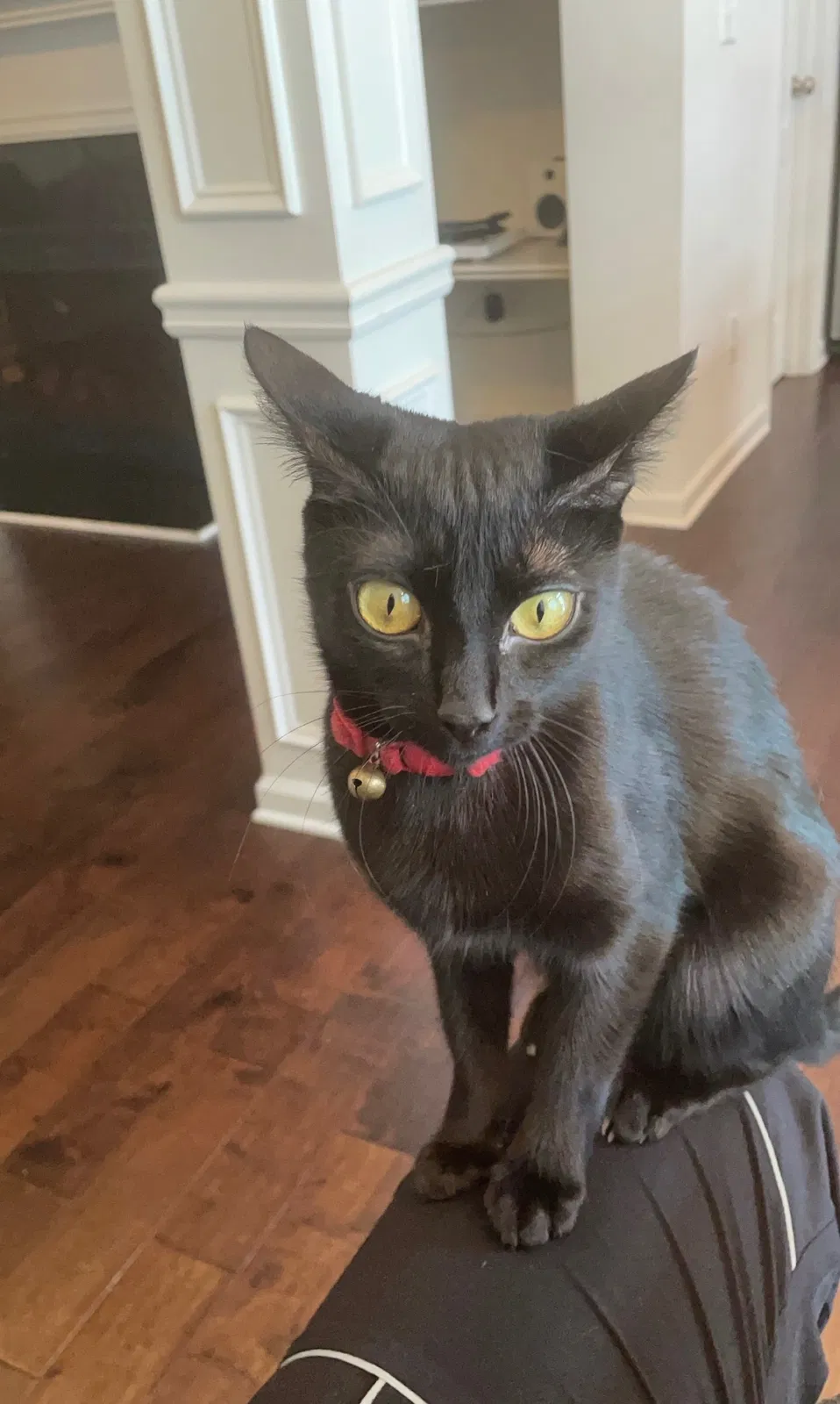 Lost cat in Snellville, GA, 30078