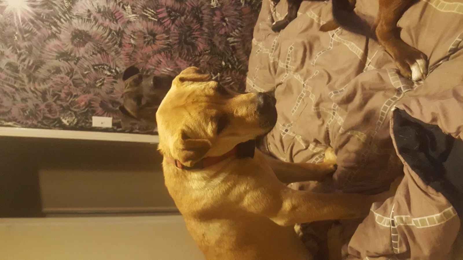 Lost dog in Tallahassee, FL, 32305