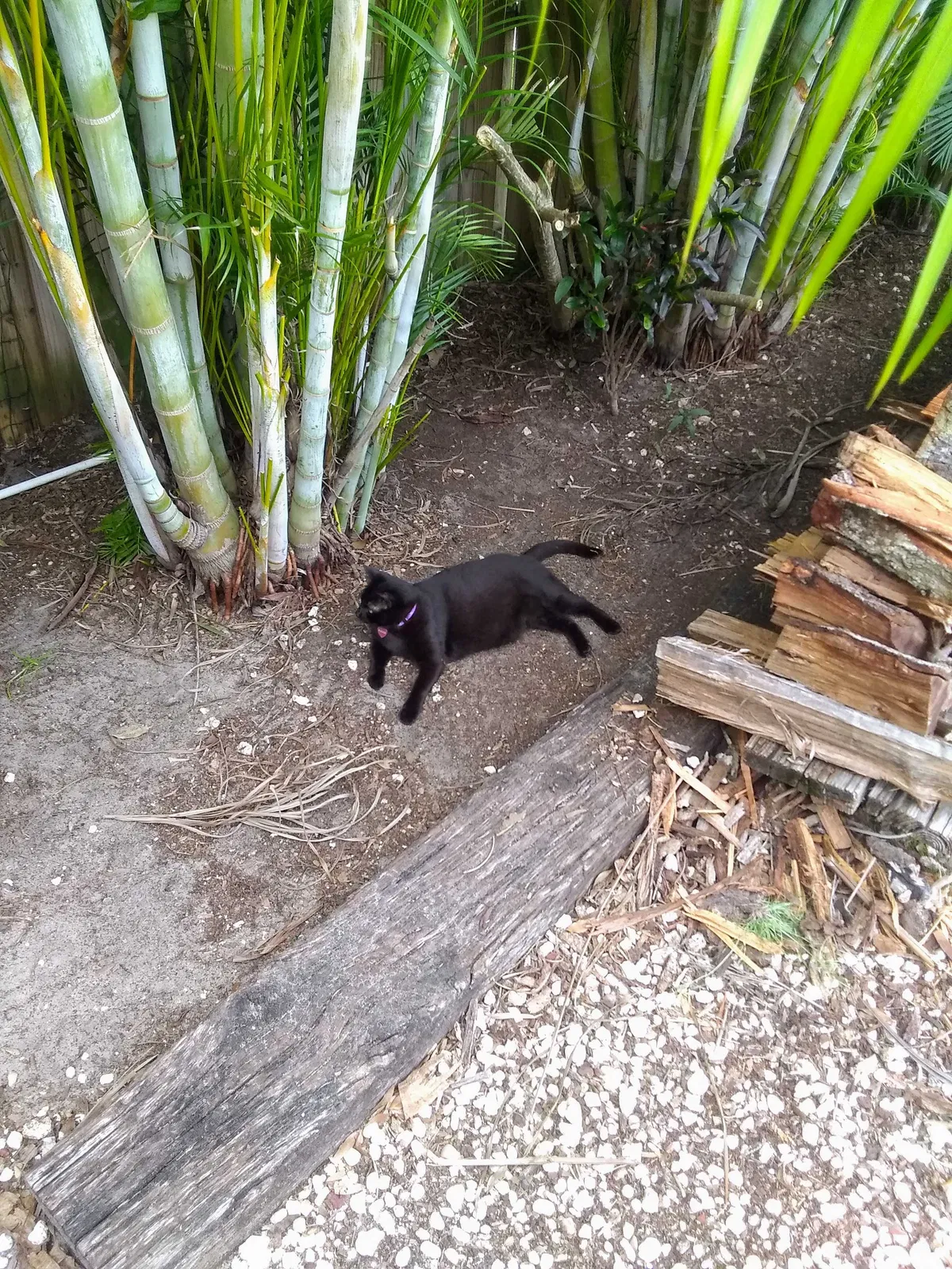 Lost cat in Clearwater, FL, 33756