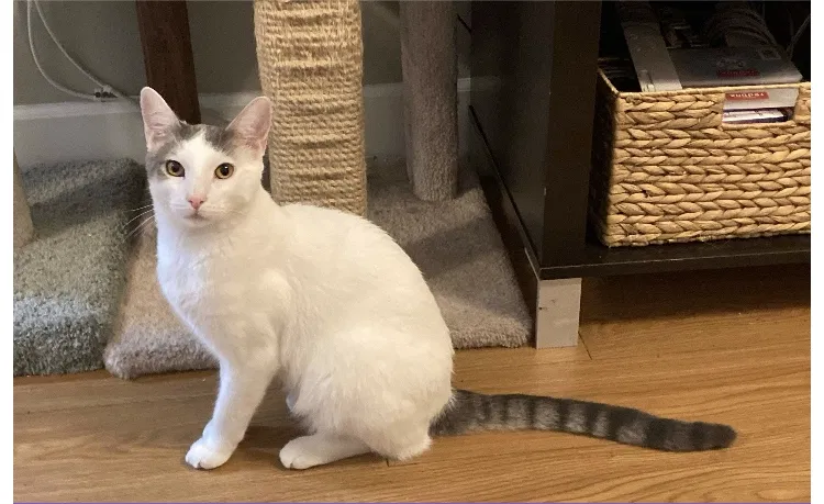 Lost cat in Tallahassee, FL, 32303