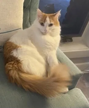 Lost cat in Cleveland, TN, 37312