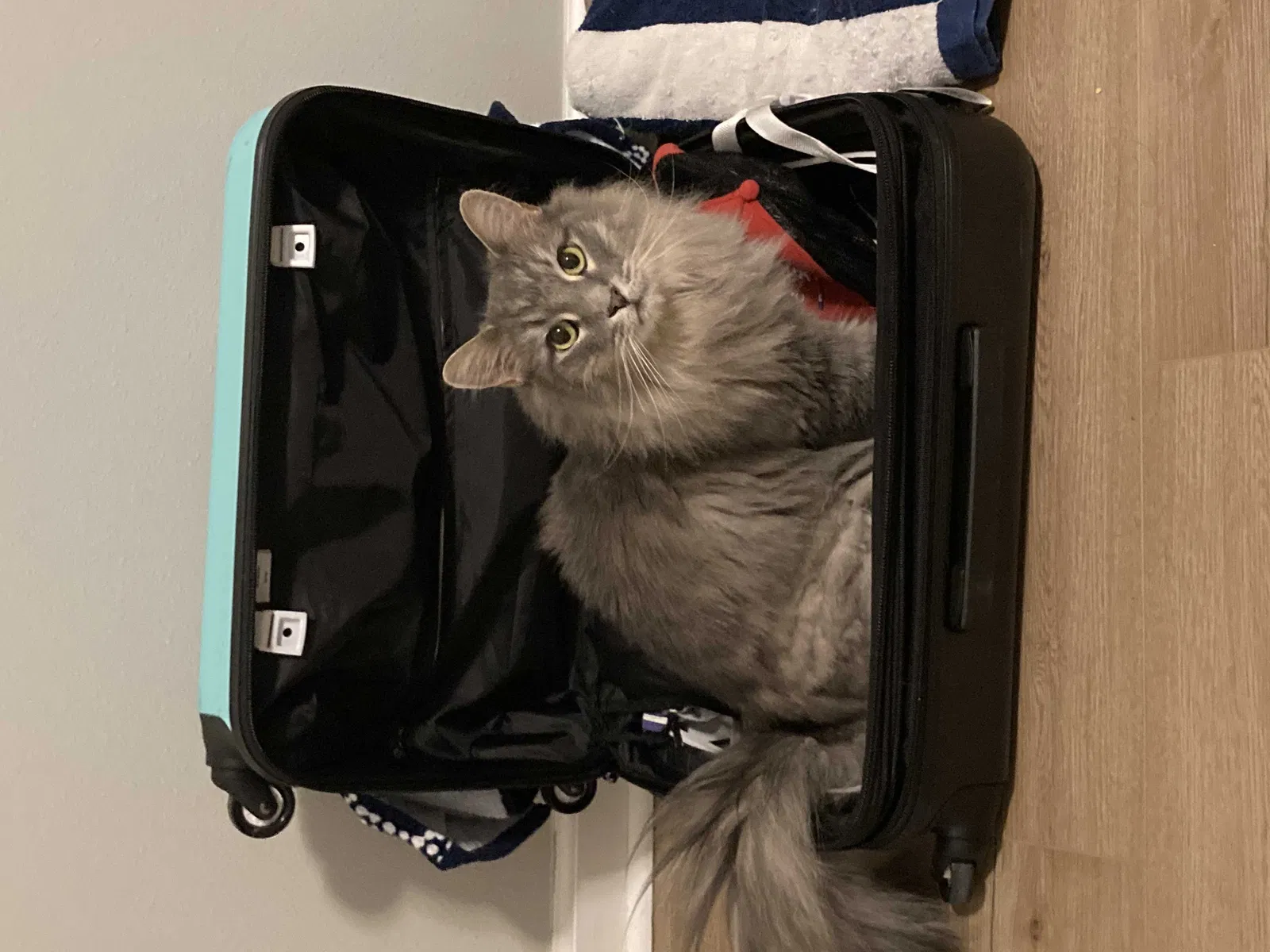 Lost cat in Tallahassee, FL, 32312
