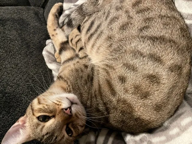 Lost cat in Hastings, MI, 49058