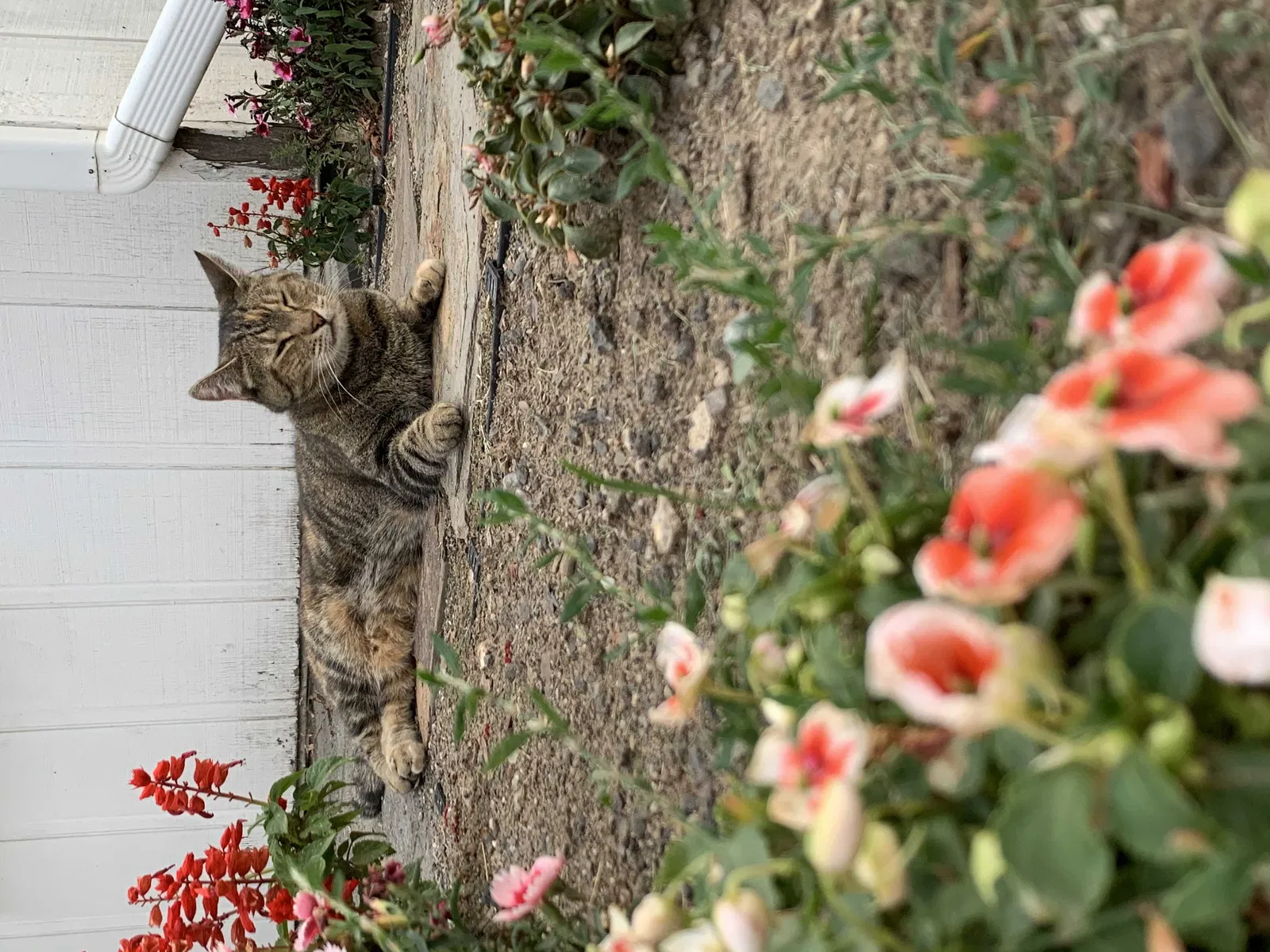 Lost cat in Spokane, WA, 99223
