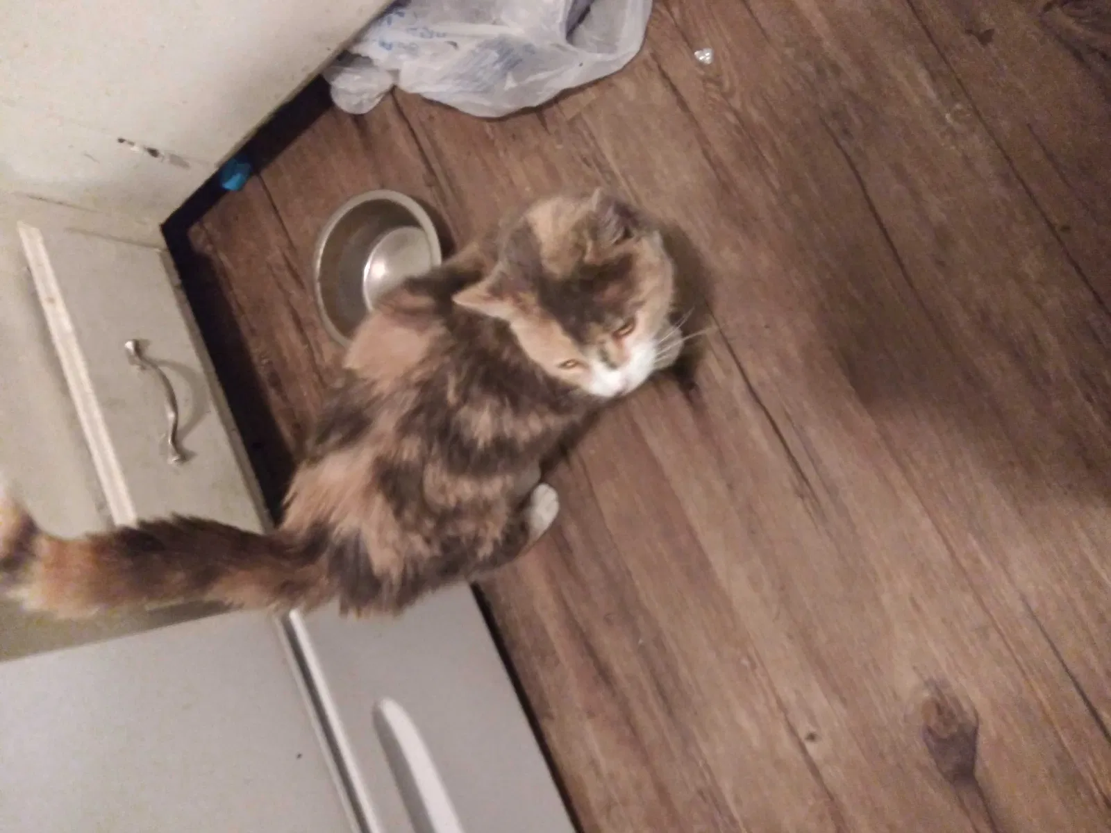 Lost cat in Caldwell, ID, 83605