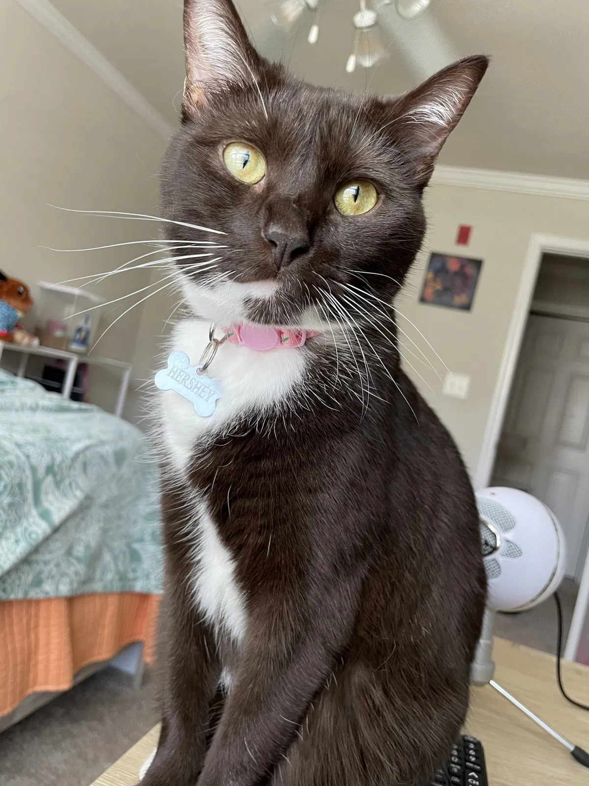 Lost cat in Chattanooga, TN, 37421