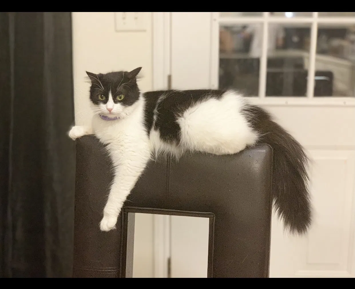 Lost cat in Mcallen, TX, 78501