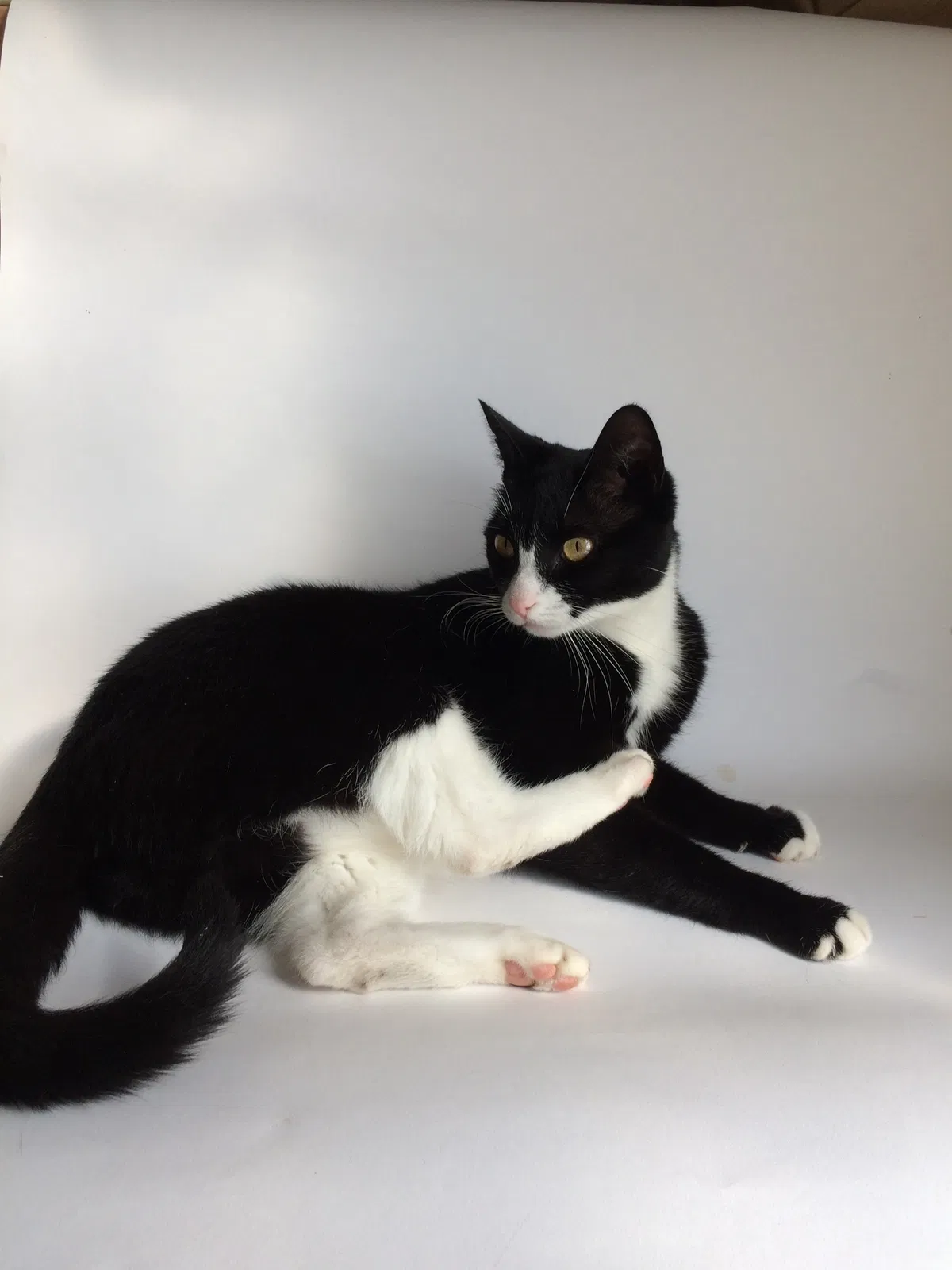 Lost cat in Vicksburg, MS, 39183