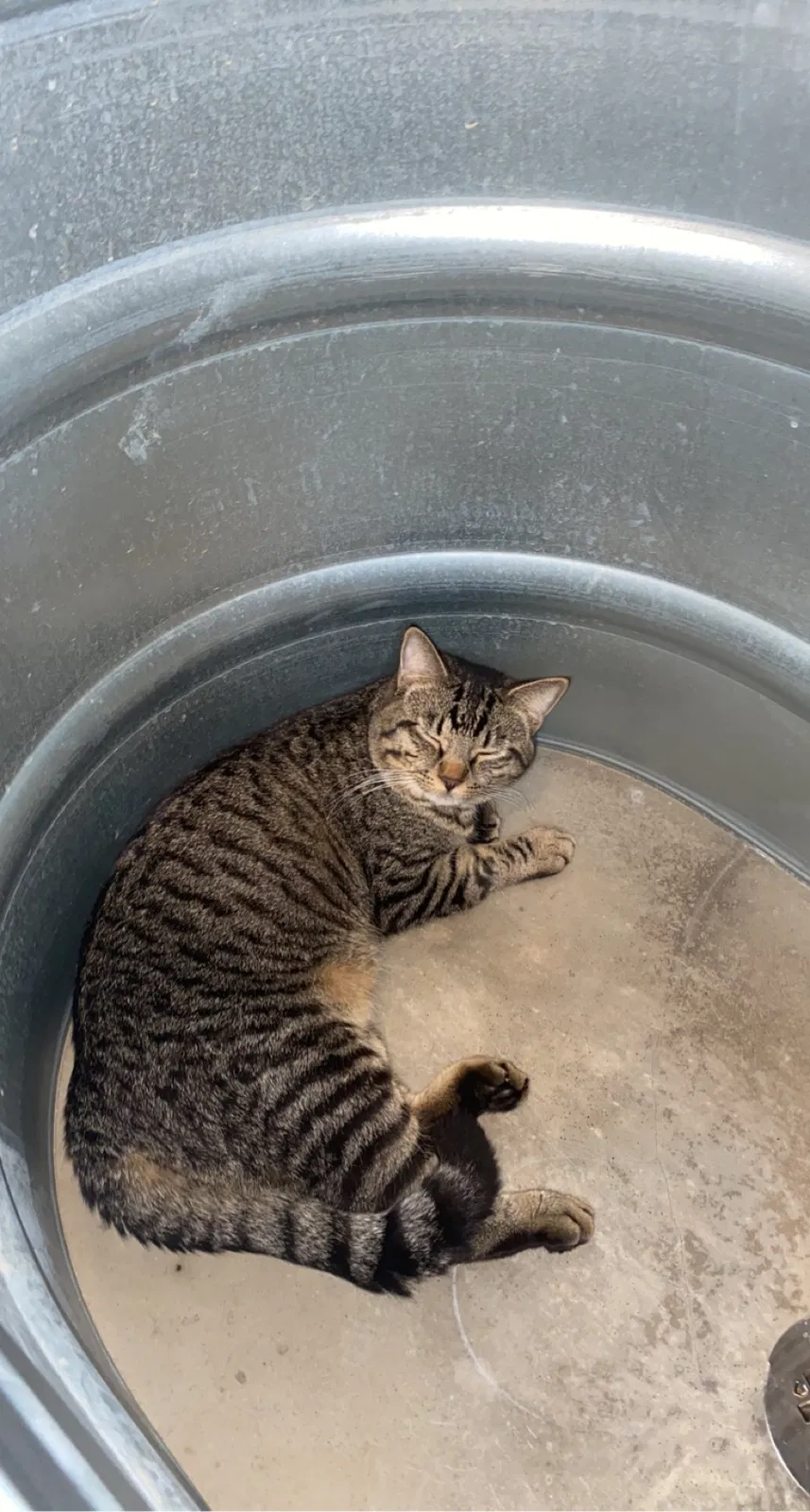 Lost cat in Bloomington, IN, 47403