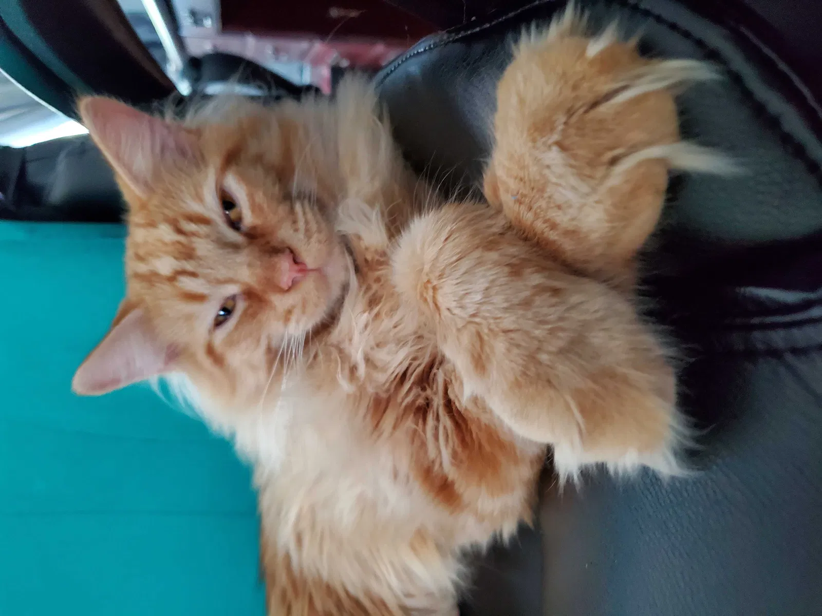 Lost cat in West Bloomfield, MI, 48322