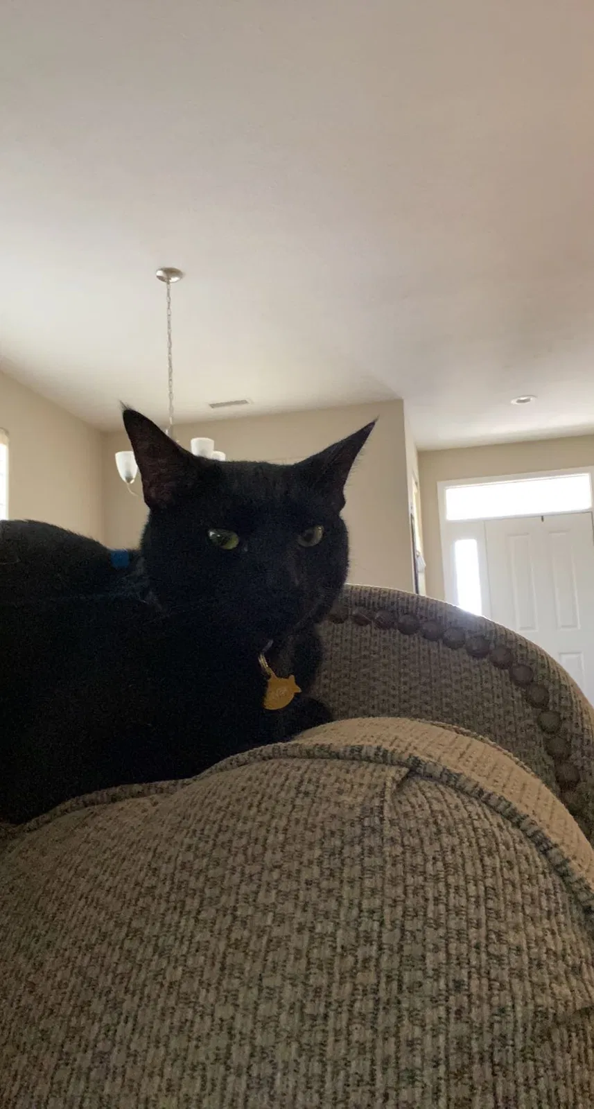 Lost cat in Westfield, IN, 46074