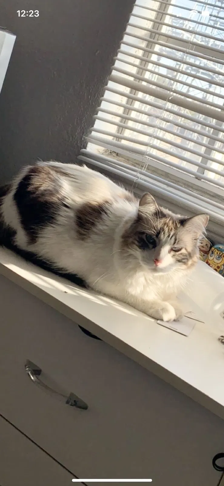 Lost cat in Lubbock, TX, 79424