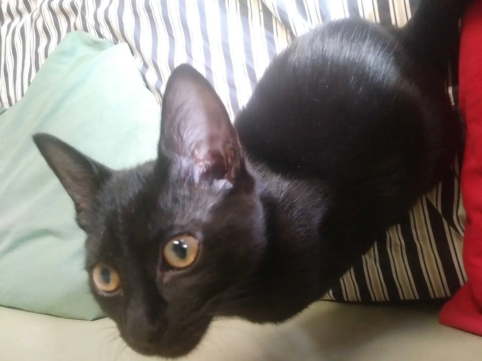 Lost cat in Muskegon, MI, 49444