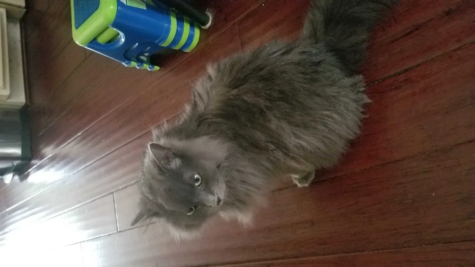 Lost cat in Belcamp, MD, 21017