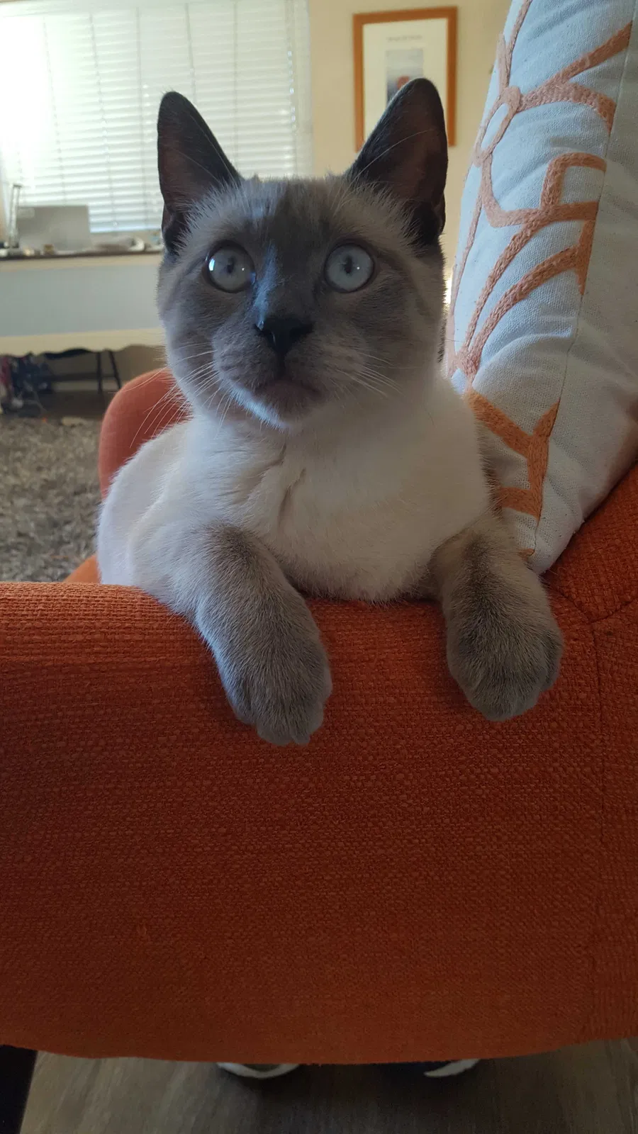 Lost cat in Austin, TX, 78734