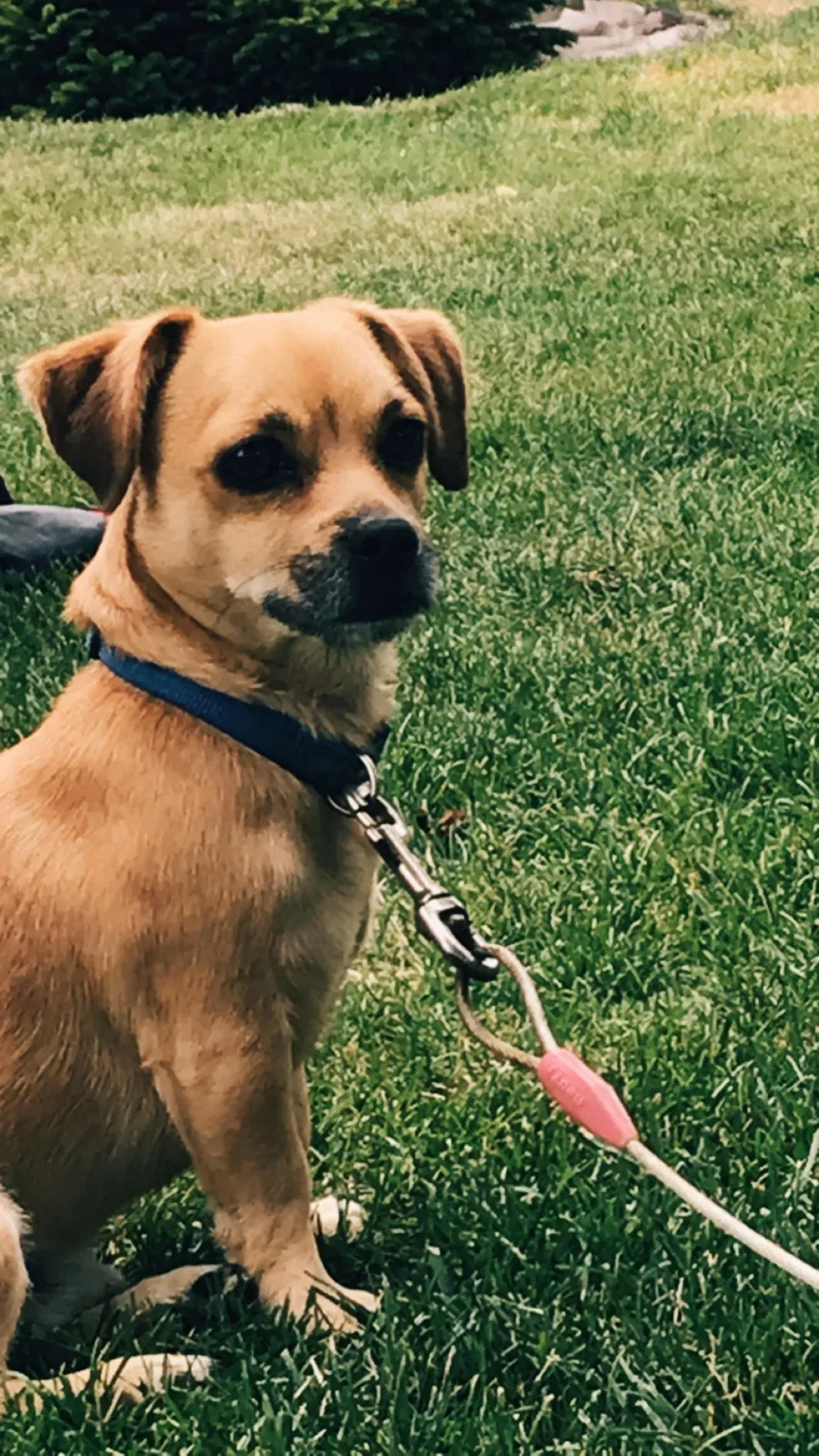 Lost dog in Caldwell, ID, 83607