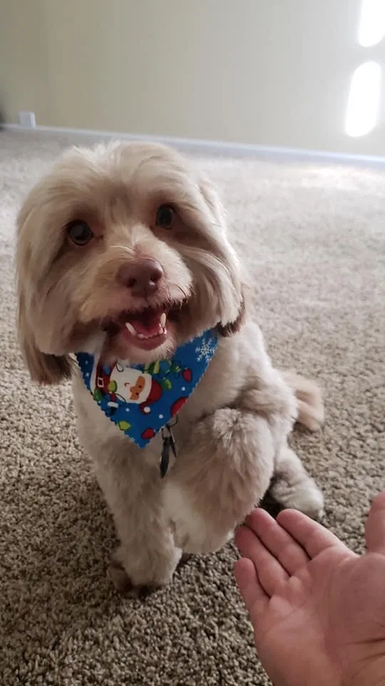 Lost dog in Laguna Niguel, CA, 92677