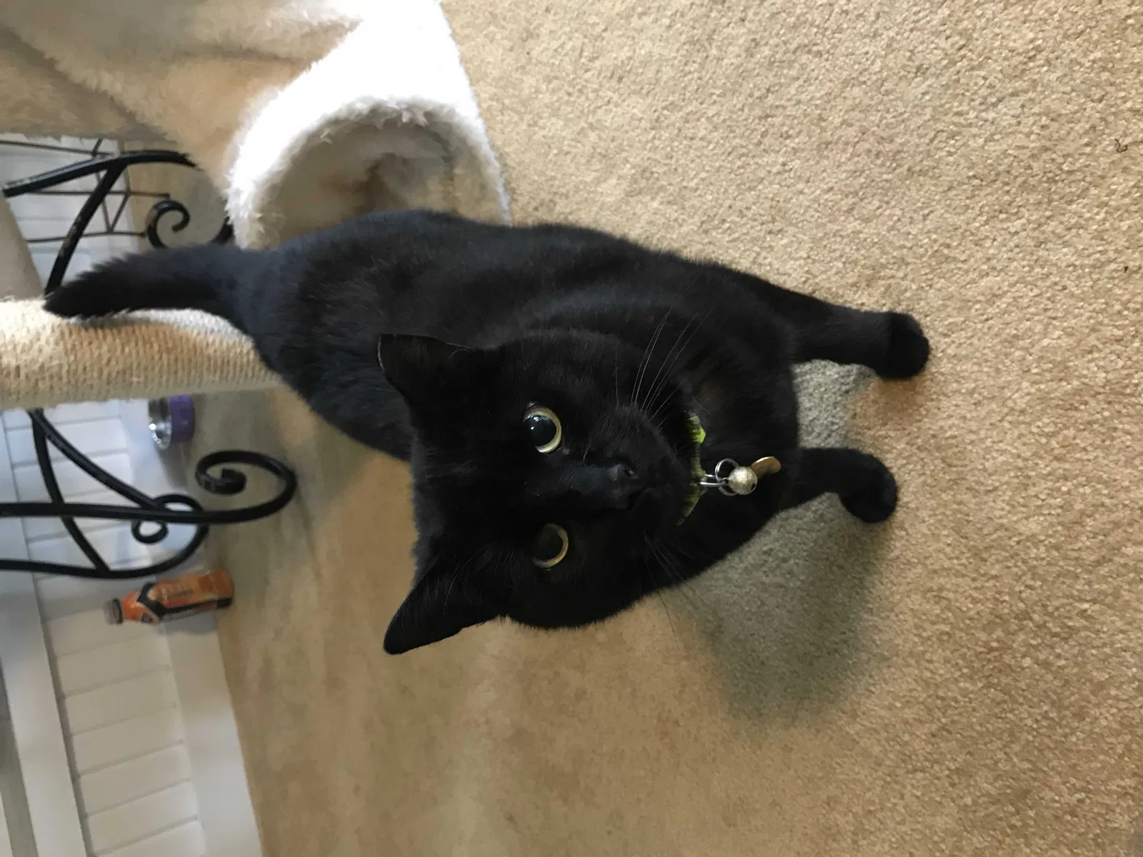 Lost cat in Indianapolis, IN, 46236