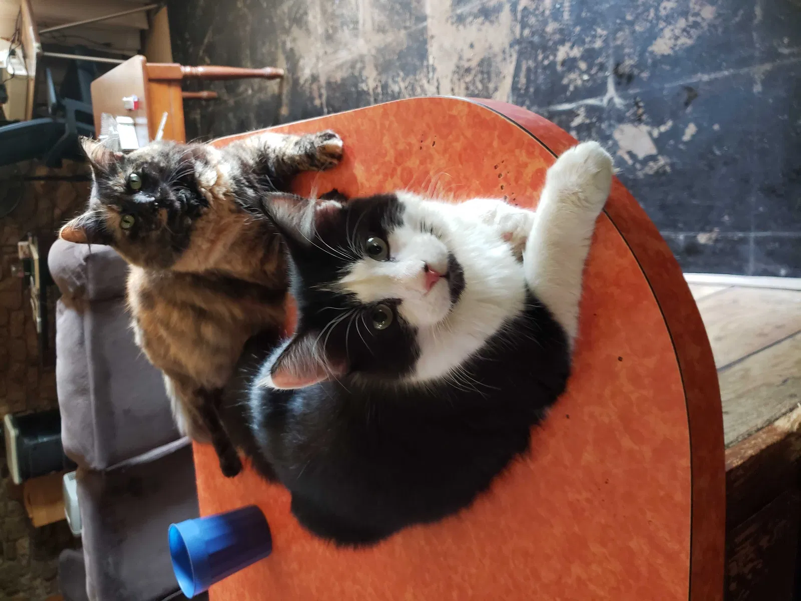 Lost cat in Newton, NC, 28658
