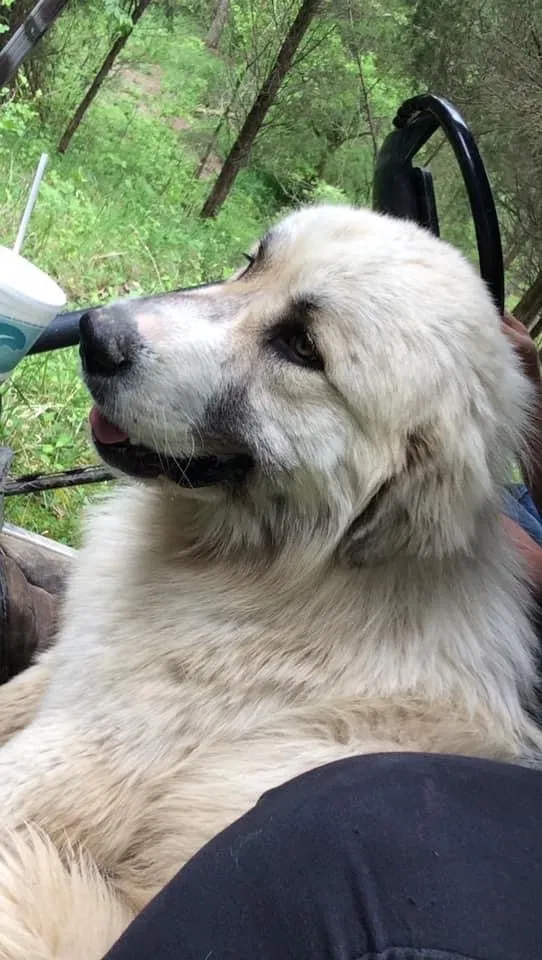 Lost dog in Vevay, IN, 47043