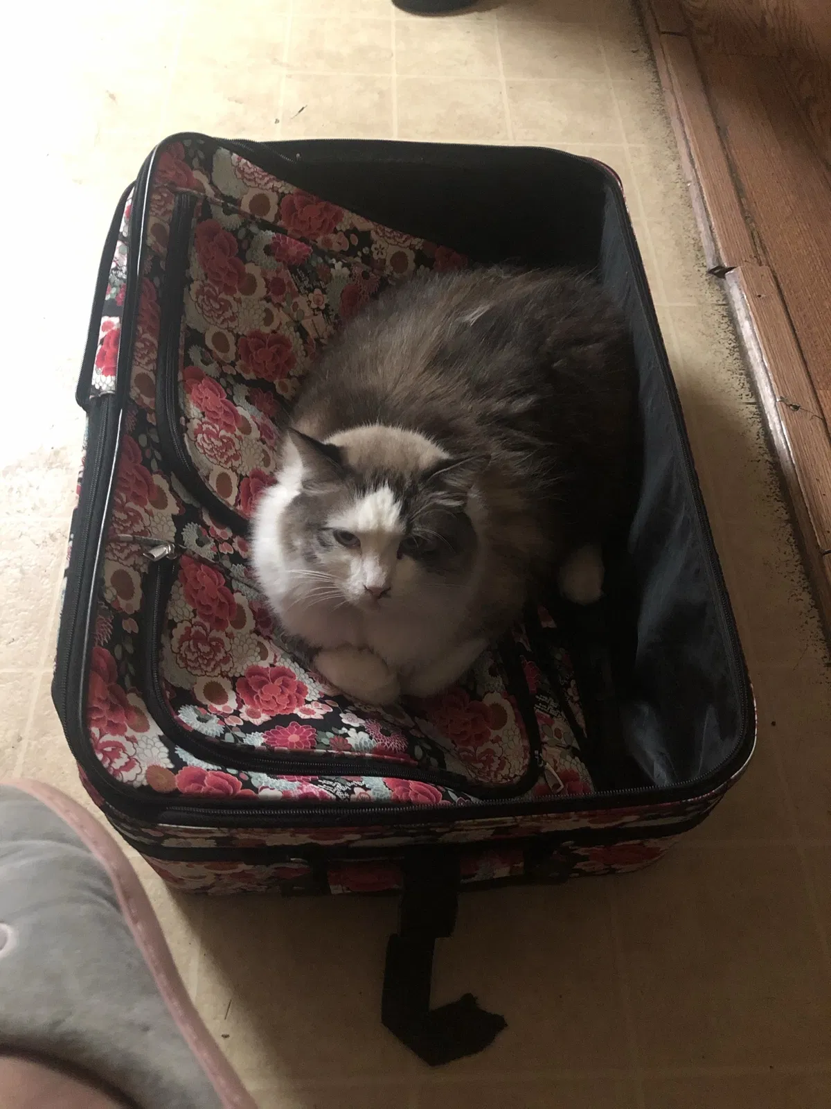Lost cat in Vallejo, CA, 94590