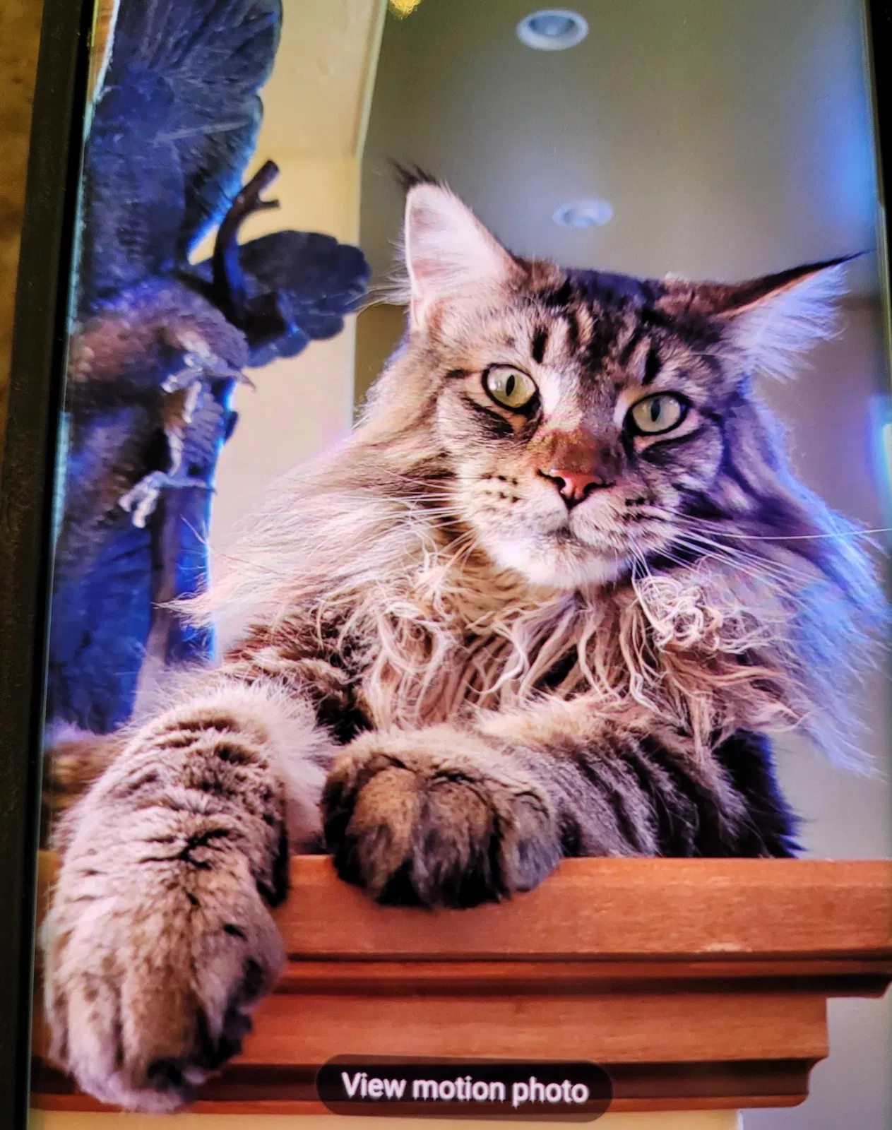 Lost cat in Loomis, CA, 95650