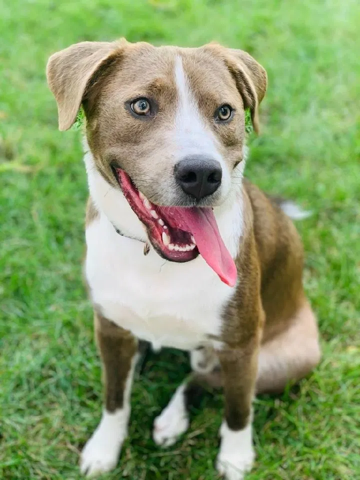 Lost dog in Littleton, CO, 80128