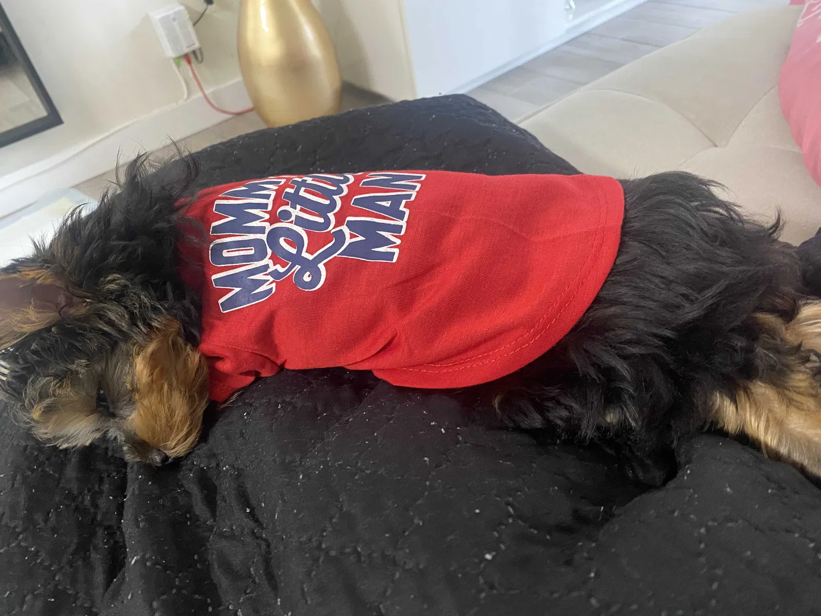 Lost dog in Homestead, FL, 33032