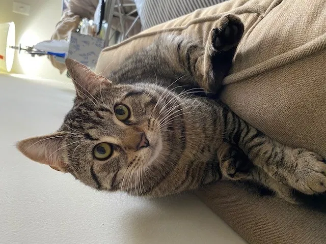 Lost cat in Unknown, WV, 215430