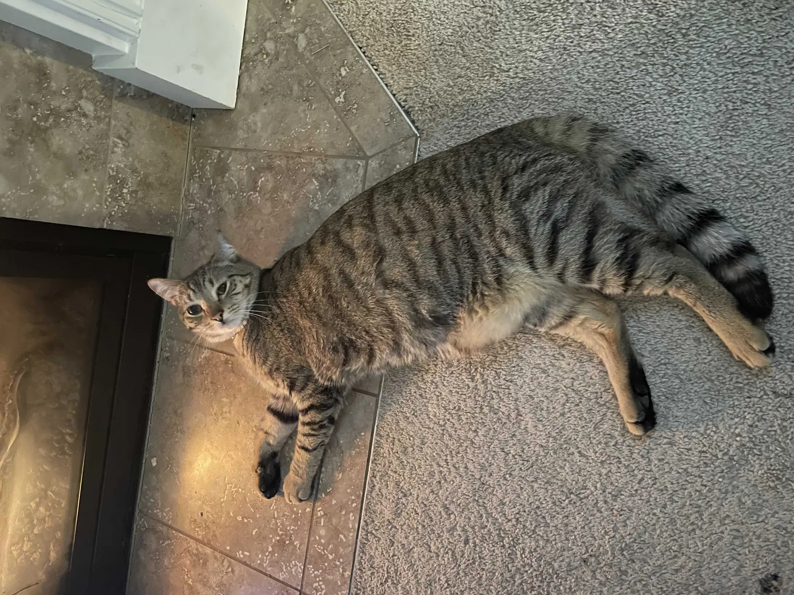 Lost cat in Olympia, WA, 98516