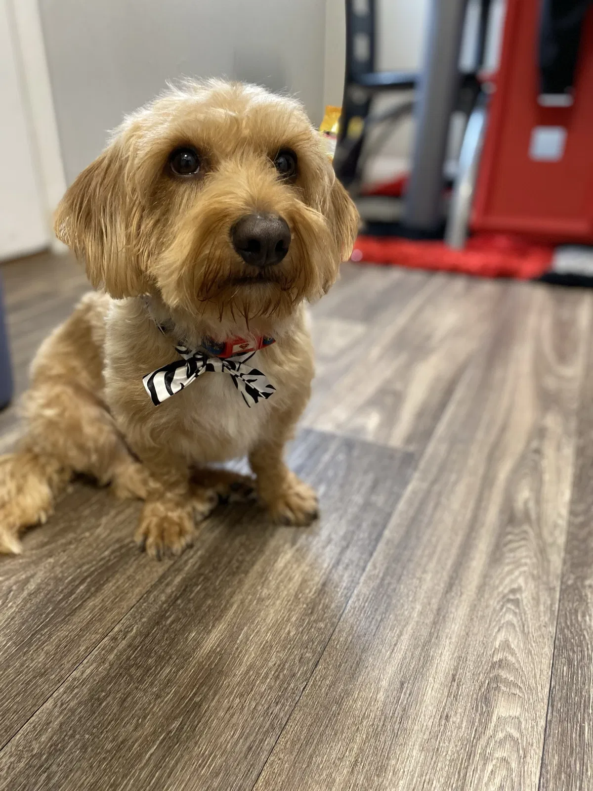 Lost dog in Columbus, OH, 43224