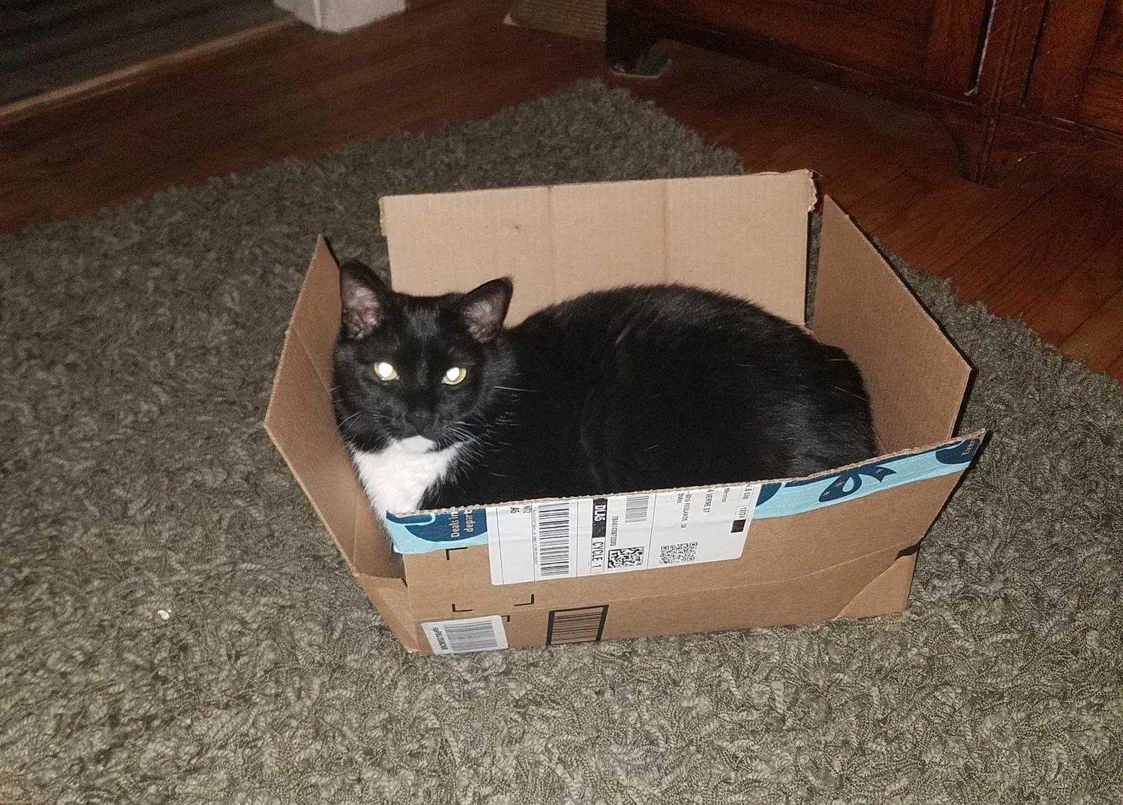 Lost cat in Redlands, CA, 92373