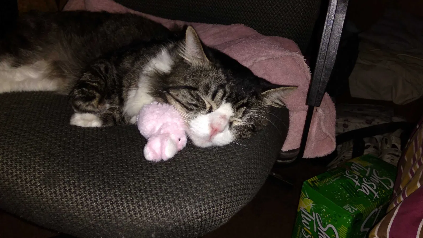 Lost cat in Westminster, CA, 92683