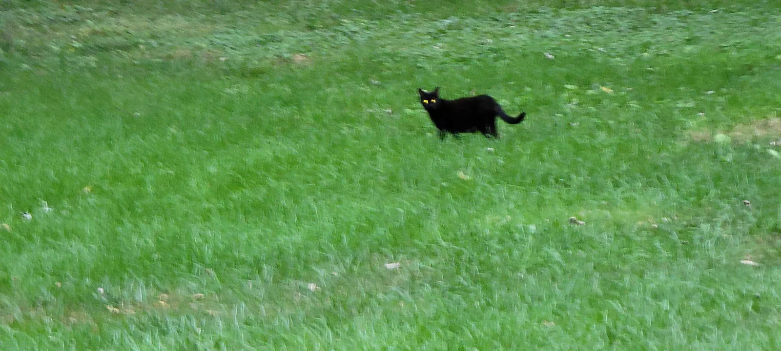 Found cat in Lake Zurich, IL, 60047
