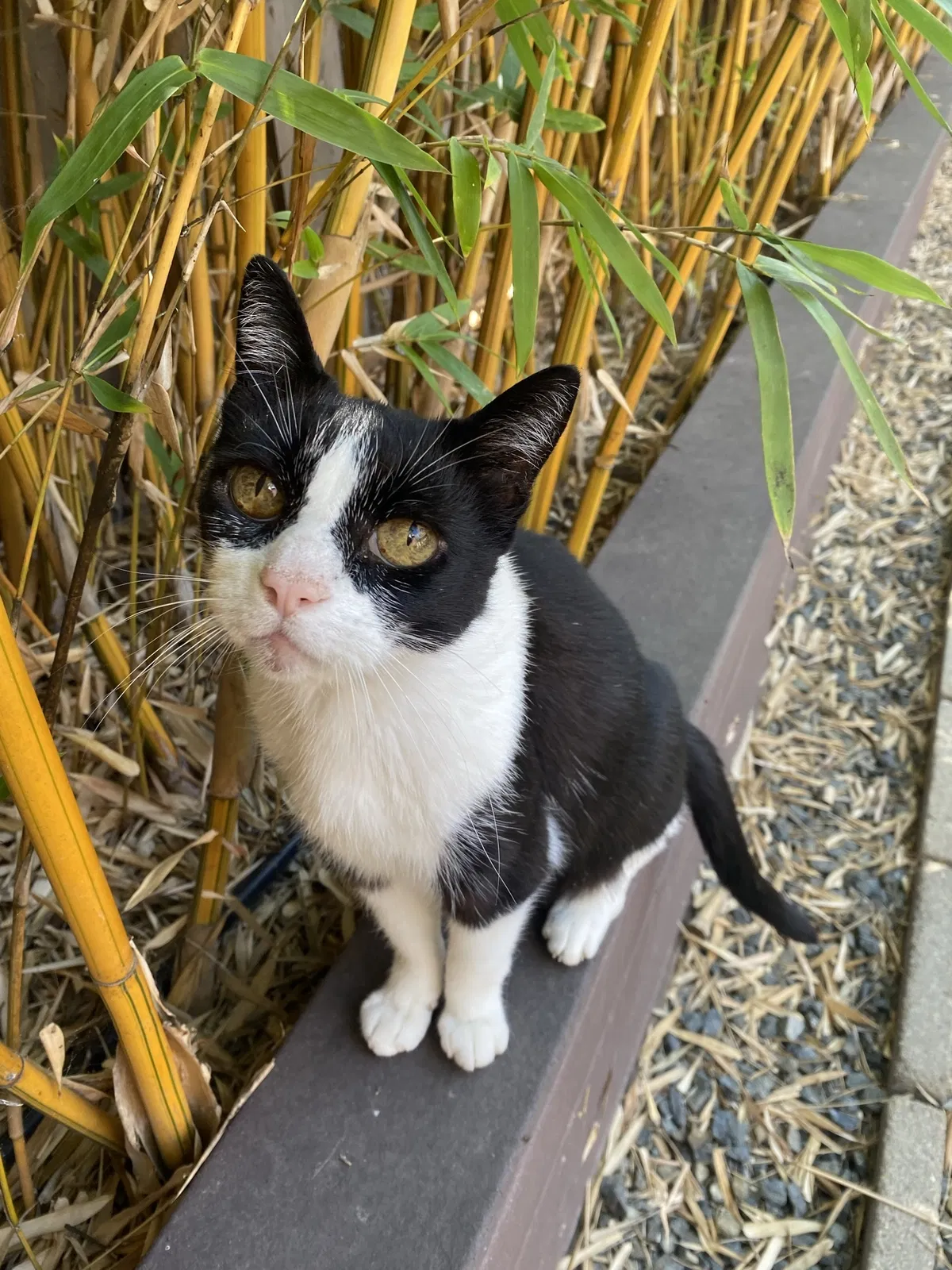 Lost cat in San Diego, CA, 92117
