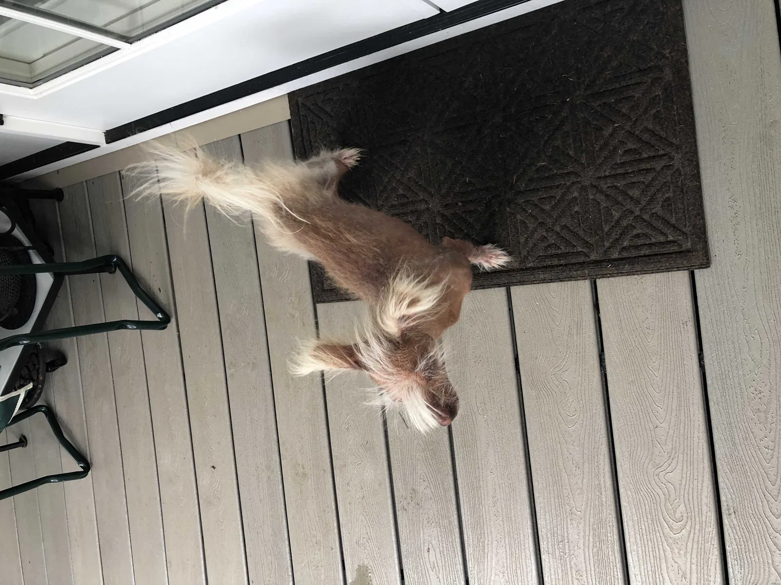 Found dog in Greenville, SC, 29607