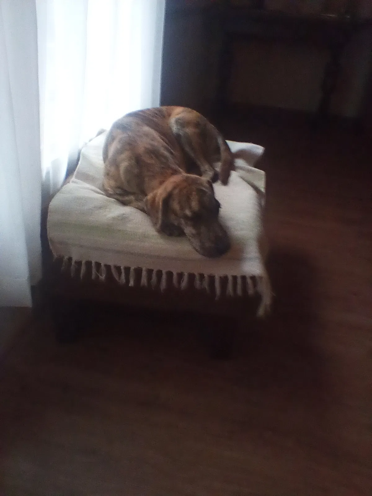 Found dog in Marion, LA, 71260