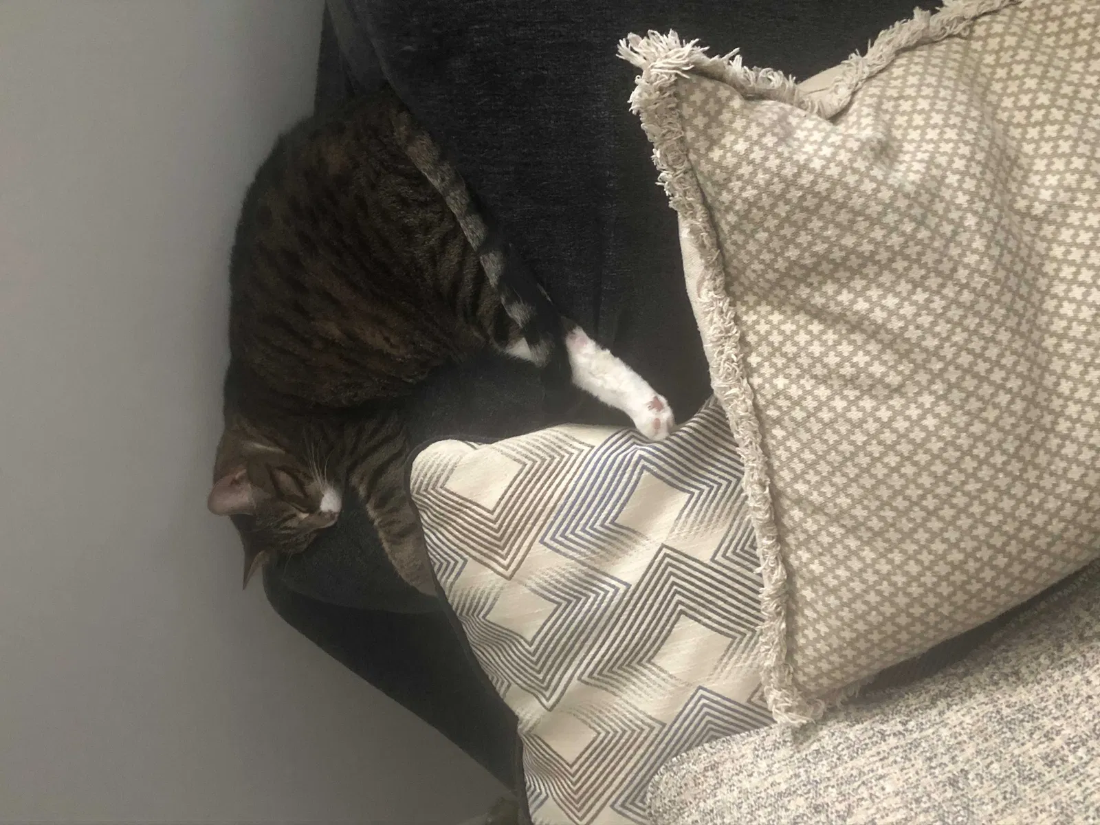 Lost cat in Hendersonville, TN, 37075