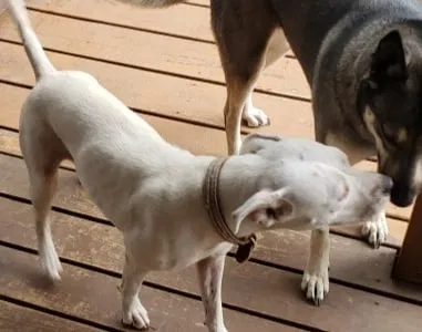 Found dog in Seguin, TX, 78155
